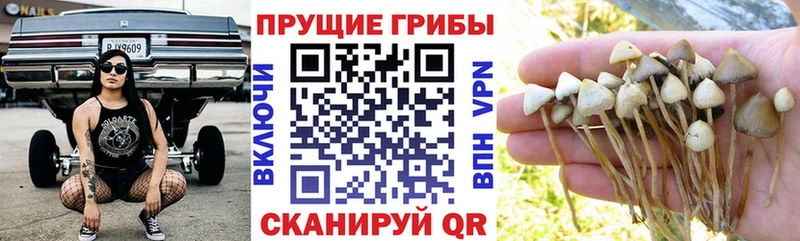 наркота  Янаул  Псилоцибиновые грибы мицелий 